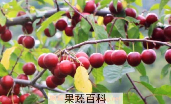 野酸梅的功效和作用