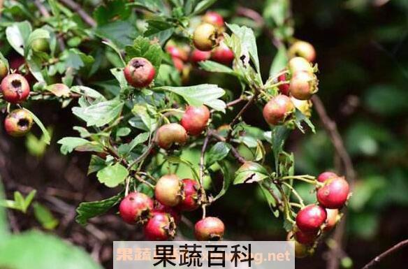 野山楂的功效与作用及食用方法