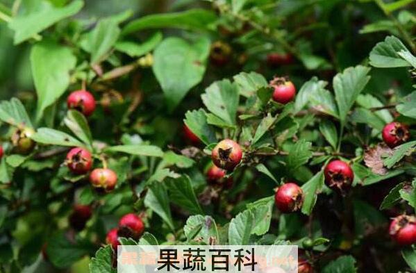 野山楂的功效与作用及食用方法