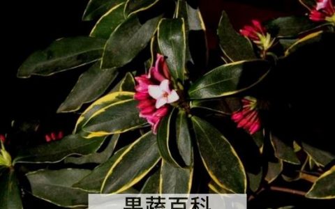 金边瑞香掉叶子怎么办视频 金边瑞香掉叶子怎么办视频