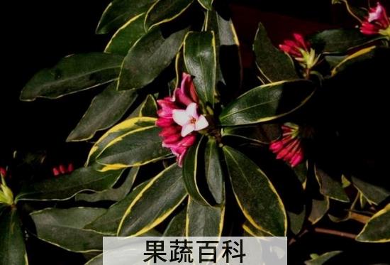 果蔬百科金边瑞香掉叶子怎么办