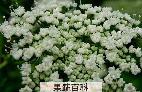 胡萝卜籽的功效与作用 胡萝卜籽有什么功效