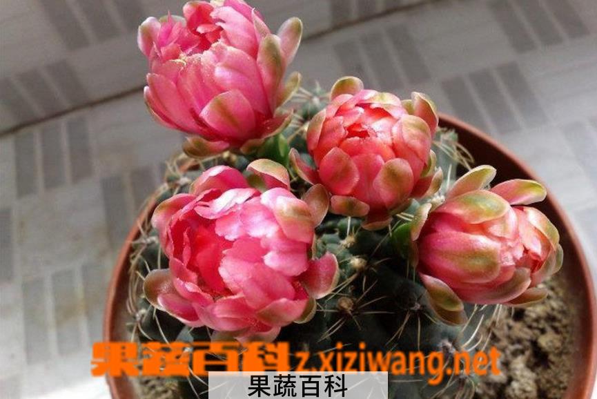 果蔬百科多肉绯花玉繁殖方法及注意事项