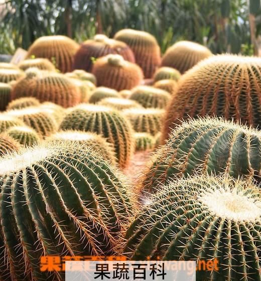 果蔬百科象牙球盆栽养殖方法及注意事项