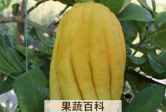 佛手的功效与作用 吃佛手的好处