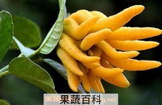 佛手的功效与作用 吃佛手的好处