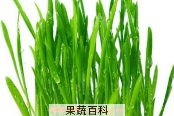 大麦苗和小麦苗的区别