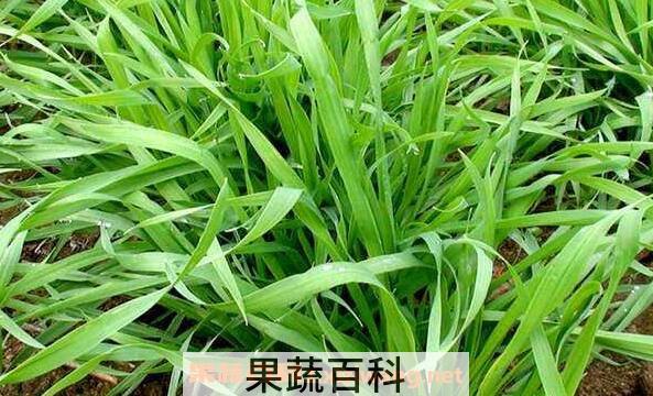大麦苗和小麦苗的区别