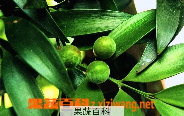 果蔬百科竹柏叶子发黑怎么办