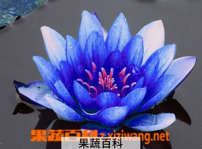 果蔬百科蓝莲花种植方法步骤