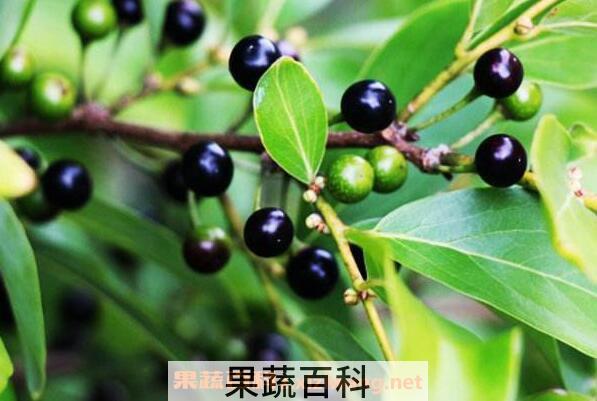 山胡椒的功效与作用 山胡椒的副作用