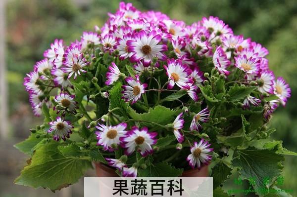 果蔬百科瓜叶菊叶子蔫了怎么办