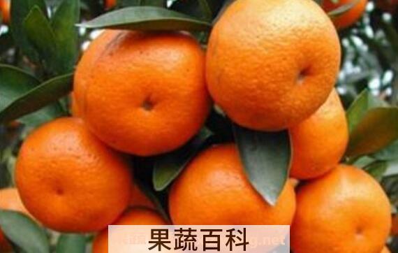 年桔与沙糖桔的区分 年桔的功效与作用