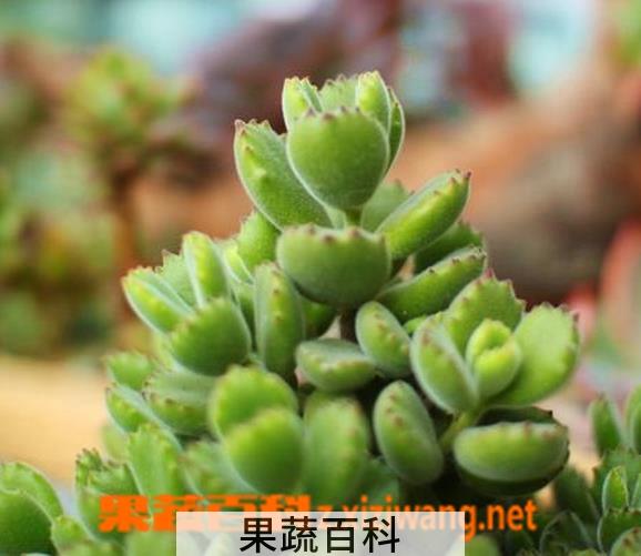 果蔬百科熊童子掉叶子怎么办
