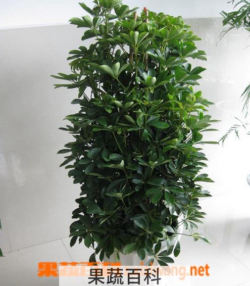 果蔬百科鹅掌柴的种植方法