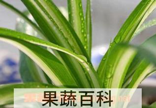 果蔬百科金心吊兰养殖方法及注意事项