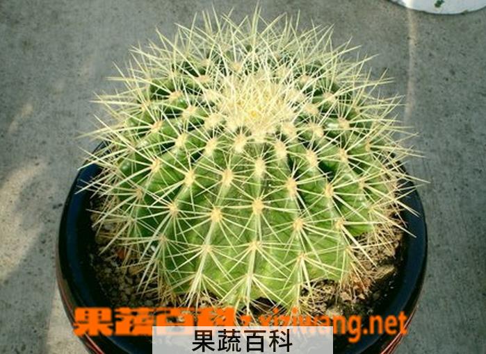 果蔬百科多肉金琥繁殖方法及注意事项