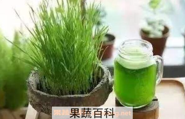 大麦苗泡水的功效与作用