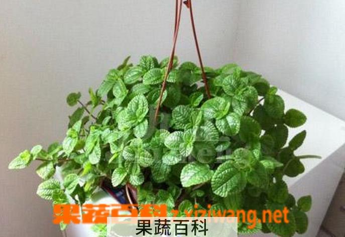 果蔬百科吸毒草叶子发黑怎么办
