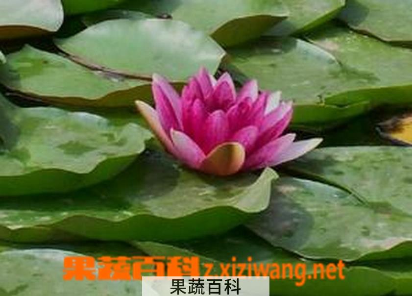 果蔬百科水芙蓉种植方法步骤