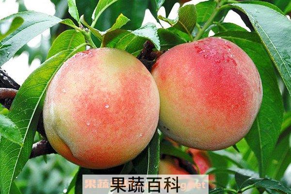 水蜜桃