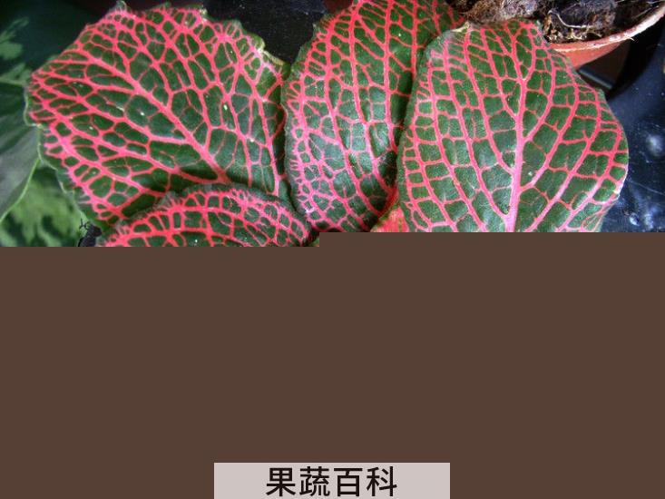 果蔬百科网纹草叶子蔫了怎么办