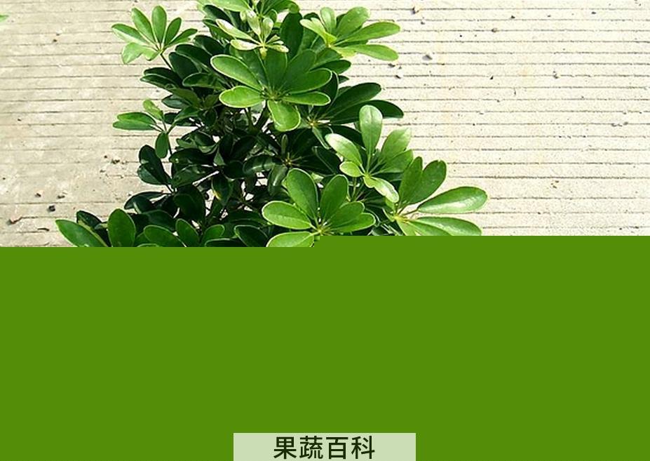 果蔬百科鸭脚木养殖方法及注意事项