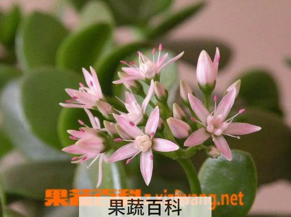 果蔬百科燕子掌掉叶子怎么办