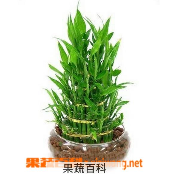 果蔬百科富贵竹的种植方法