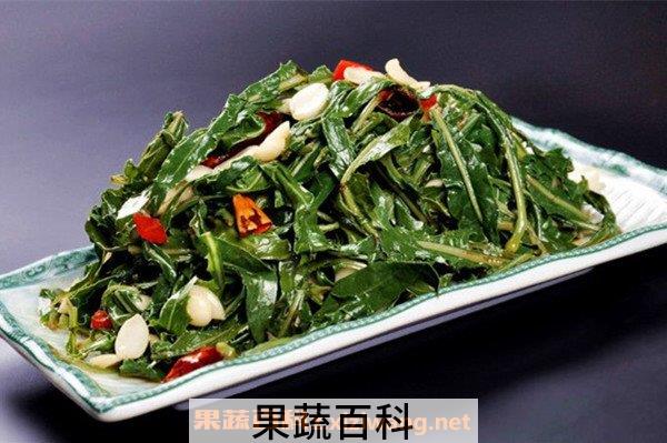 苦苦菜
