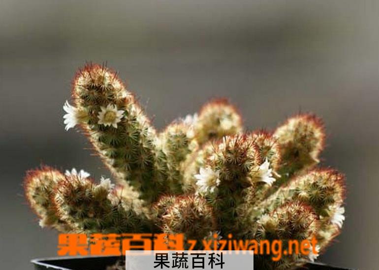 果蔬百科多肉金手指繁殖方法及注意事项