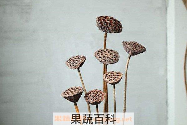 干莲蓬