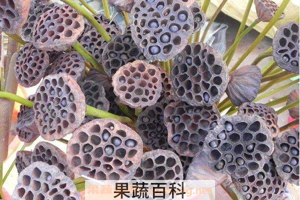 干莲蓬