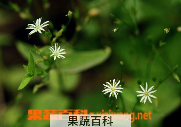 果蔬百科中国繁缕图片