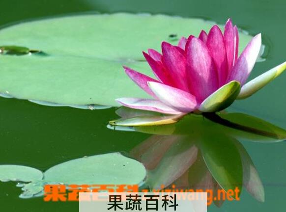 果蔬百科睡莲种植方法步骤