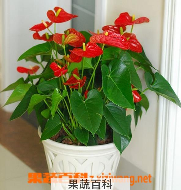 果蔬百科盆栽火鹤花的养殖方法