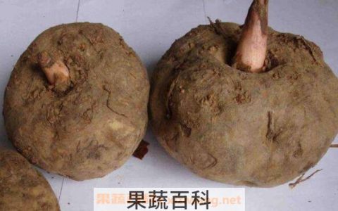 魔芋的功效与作用 魔芋的禁忌