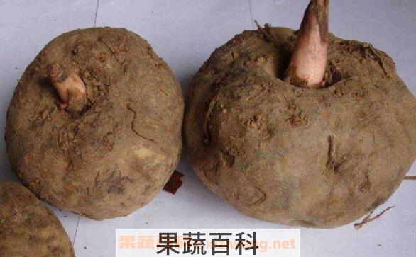 魔芋的功效与作用 魔芋的禁忌