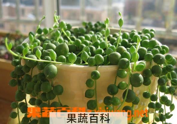 果蔬百科佛珠吊兰的养殖方法