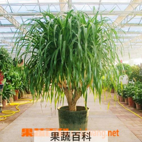 果蔬百科龙血树的养殖注意事项