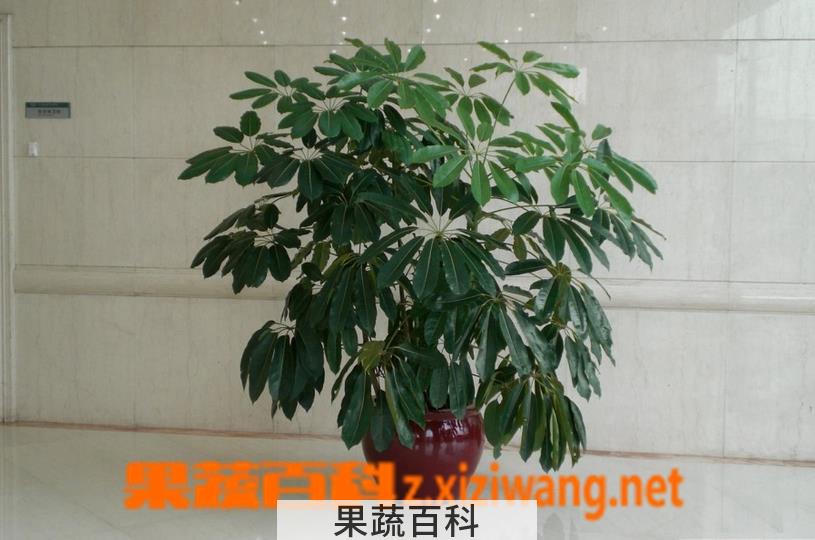 果蔬百科大叶伞的养殖方法和注意事项