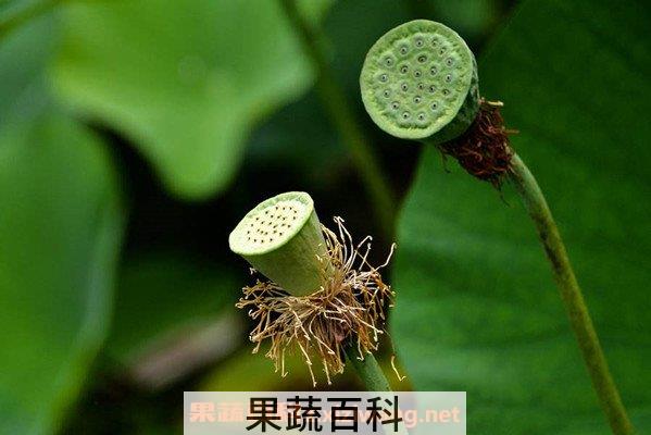 莲蓬