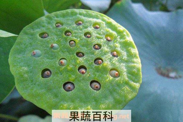莲蓬