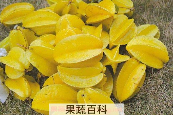 杨桃