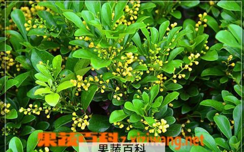 水培米兰花的养法