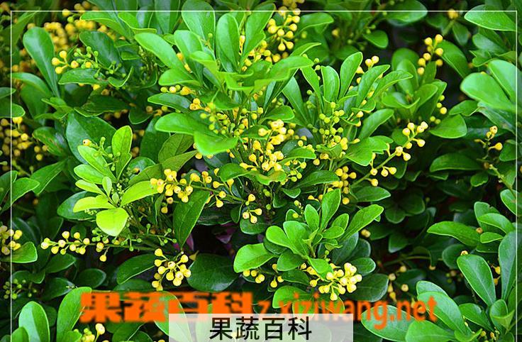 果蔬百科水培米兰花的养法
