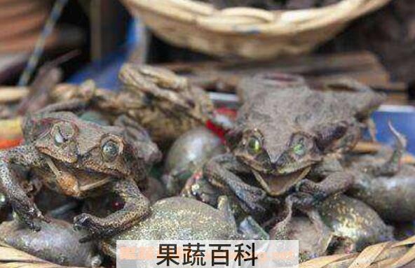 青蛙干的功效与作用