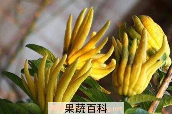 佛手柑怎么吃好 佛手柑的食用方法