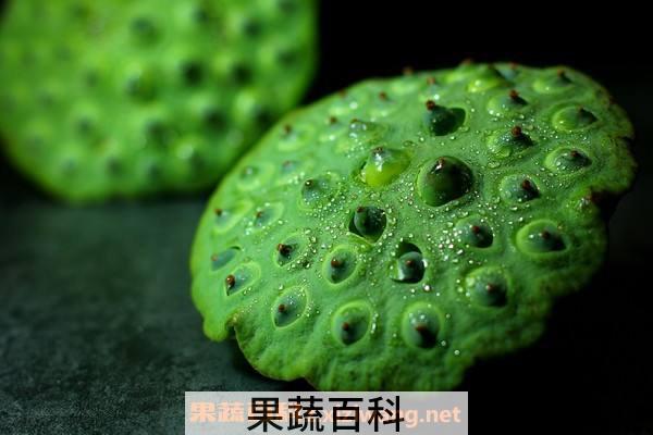 莲蓬
