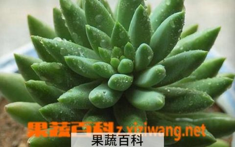 翡翠景天的养殖方法视频 翡翠景天的养殖方法和注意事项